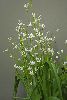 <em>Tecophilaea violiflora</em>
